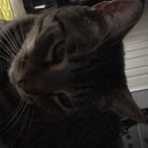 Meet your Posher, Josephine